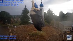 2023-08-03 20_25_25-Gniazdo Bocianie - Telewizja Sokółka [NA ŻYWO] _ IP Camera_ Stork's nest [LIVE] .jpg