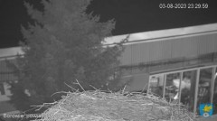2023-08-03 23_30_05-(1) Transmisja na żywo z gniazda rodziny bocianów w Borowiu, powiat garwoliński .jpg