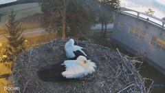 2023-08-03 23_41_56-#Bociany na żywo - #kamera na #gniazdo pod Zambrowem #WhiteStork #nest #livecam .jpg