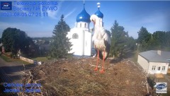 2023-08-05 20_50_31-Gniazdo Bocianie - Telewizja Sokółka [NA ŻYWO] _ IP Camera_ Stork's nest [LIVE] .jpg