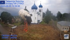 2023-08-05 20_51_53-Gniazdo Bocianie - Telewizja Sokółka [NA ŻYWO] _ IP Camera_ Stork's nest [LIVE] .jpg