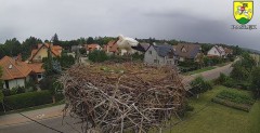 2023-08-07 18_28_38-BOCIANY kamera na żywo z gniazda w Pasłęku – Maxthon.jpg