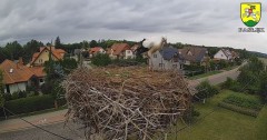 2023-08-07 19_34_13-BOCIANY kamera na żywo z gniazda w Pasłęku – Maxthon.jpg