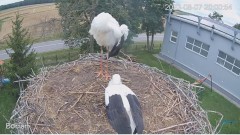 2023-08-07 22_53_30-#Bociany na żywo - #kamera na #gniazdo pod Zambrowem #WhiteStork #nest #livecam .jpg