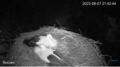 2023-08-07 22_53_48-#Bociany na żywo - #kamera na #gniazdo pod Zambrowem #WhiteStork #nest #livecam .jpg
