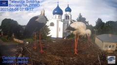 2023-08-08 15_58_23-Gniazdo Bocianie - Telewizja Sokółka [NA ŻYWO] _ IP Camera_ Stork's nest [LIVE] .jpg