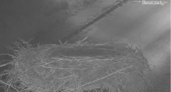 2023-08-08 20_52_18-Gniazdo Bocianie w Czarnej - kamera na żywo – Maxthon.jpg