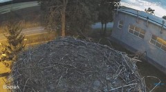 2023-08-08 21_16_23-#Bociany na żywo - #kamera na #gniazdo pod Zambrowem #WhiteStork #nest #livecam .jpg