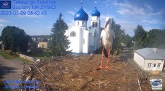 2023-08-09 19_37_49-Gniazdo Bocianie - Telewizja Sokółka [NA ŻYWO] _ IP Camera_ Stork's nest [LIVE] .jpg