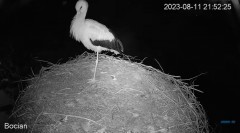 2023-08-11 23_27_35-#Bociany na żywo - #kamera na #gniazdo pod Zambrowem #WhiteStork #nest #livecam .jpg