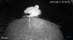 2023-08-11 23_27_49-#Bociany na żywo - #kamera na #gniazdo pod Zambrowem #WhiteStork #nest #livecam .jpg