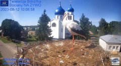 2023-08-12 20_50_30-Gniazdo Bocianie - Telewizja Sokółka [NA ŻYWO] _ IP Camera_ Stork's nest [LIVE] .jpg