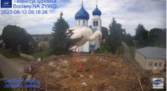 2023-08-13 21_18_42-Gniazdo Bocianie - Telewizja Sokółka [NA ŻYWO] _ IP Camera_ Stork's nest [LIVE] .jpg