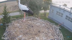 2023-08-16 22_50_16-#Bociany na żywo - #kamera na #gniazdo pod Zambrowem #WhiteStork #nest #livecam .jpg