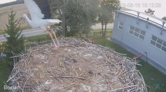 2023-08-16 22_51_42-#Bociany na żywo - #kamera na #gniazdo pod Zambrowem #WhiteStork #nest #livecam .jpg