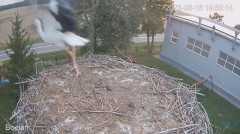 2023-08-16 22_56_02-#Bociany na żywo - #kamera na #gniazdo pod Zambrowem #WhiteStork #nest #livecam .jpg