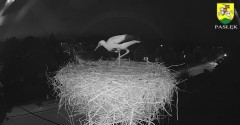 2023-08-19 21_05_04-BOCIANY kamera na żywo z gniazda w Pasłęku – Maxthon.jpg
