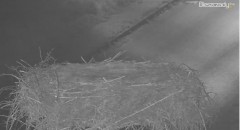2023-08-20 20_49_25-Gniazdo Bocianie w Czarnej - kamera na żywo – Maxthon.jpg