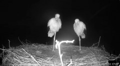 2023-08-27 17_48_00-(2) Bociany TAURONA w oku kamery - relacja na żywo z gniazda bociana białego w N.jpg