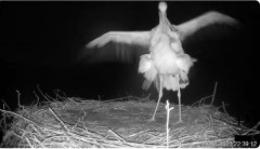 2023-08-28 23_42_04-Bociany TAURONA w oku kamery - relacja na żywo z gniazda bociana białego w Niepo.jpg