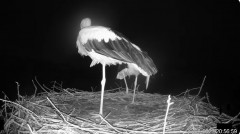 2023-08-29 22_00_54-Bociany TAURONA w oku kamery - relacja na żywo z gniazda bociana białego w Niepo.jpg