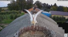 2023-09-17 20_41_25-Kozubszczyzna - gniazda na stodole - YouTube – Maxthon.jpg