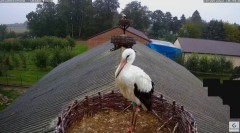 2023-09-19 19_46_00-Kozubszczyzna - gniazda na stodole - YouTube – Maxthon.jpg