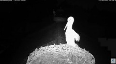 2023-09-19 19_46_20-Kozubszczyzna - gniazda na stodole - YouTube – Maxthon.jpg