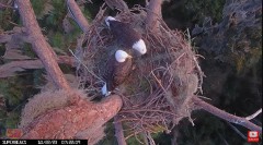 2023-10-22 22_15_08-Central Florida Eagle CAM4 -OVERHEAD- now with SuperBeaks CHAT #eagle #sunrise #.jpg