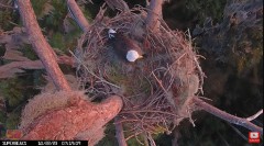 2023-10-22 22_15_22-Central Florida Eagle CAM4 -OVERHEAD- now with SuperBeaks CHAT #eagle #sunrise #.jpg