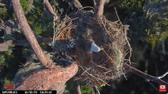 2023-10-30 22_03_30-Central Florida Eagle CAM4 -OVERHEAD- teraz z SuperBeaks CZAT #eagle #sunrise #s.jpg