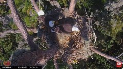 2023-10-30 22_04_50-Central Florida Eagle CAM4 -OVERHEAD- teraz z SuperBeaks CZAT #eagle #sunrise #s.jpg