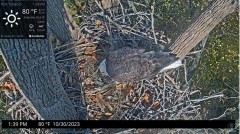 2023-10-30 22_58_16-Port Tobacco Eagle Cam - YouTube – Slimjet.jpg