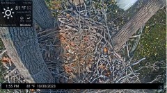 2023-10-30 22_58_56-Port Tobacco Eagle Cam - YouTube – Slimjet.jpg