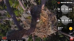 2023-11-06 20_21_44-(1) Central Florida Eagle CAM4 -OVERHEAD- now with SuperBeaks CHAT #eagle #sunri.jpg