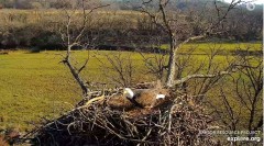 2023-11-19 18_54_53-Decorah Eagles - North Nest powered by EXPLORE.org - YouTube — Osobisty — Micros.jpg