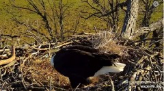 2023-11-19 18_55_37-Decorah Eagles - North Nest powered by EXPLORE.org - YouTube — Osobisty — Micros.jpg