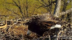 2023-11-19 18_55_44-Decorah Eagles - North Nest powered by EXPLORE.org - YouTube — Osobisty — Micros.jpg