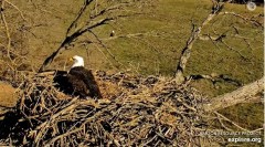 2023-11-19 18_55_56-Decorah Eagles - North Nest powered by EXPLORE.org - YouTube — Osobisty — Micros.jpg