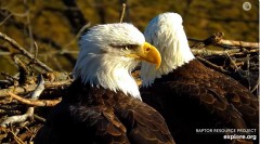 2023-11-19 18_56_03-Decorah Eagles - North Nest powered by EXPLORE.org - YouTube — Osobisty — Micros.jpg