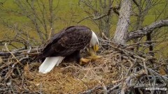 2023-11-20 22_31_22-Decorah Eagles - North Nest powered by EXPLORE.org - YouTube – Maxthon.jpg