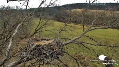2023-11-20 22_31_51-Decorah Eagles - North Nest powered by EXPLORE.org - YouTube – Maxthon.jpg