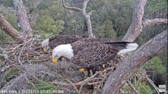 2023-11-22 21_11_32-NEFL Cam 1 - Live Bald Eagle Cam - YouTube – Maxthon.jpg