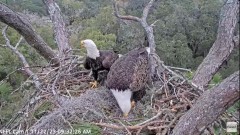 2023-11-22 21_12_05-NEFL Cam 1 - Live Bald Eagle Cam - YouTube – Maxthon.jpg