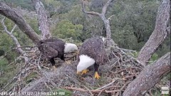 2023-11-22 21_12_13-NEFL Cam 1 - Live Bald Eagle Cam - YouTube – Maxthon.jpg