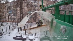2023-11-23 20_25_23-Кормушка _ Bird Feeder Live Stream - YouTube – Maxthon.jpg