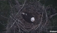 2023-11-23 22_18_10-Southwest Florida Eagle Cam - YouTube – Maxthon.jpg