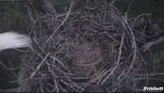 2023-11-23 22_18_50-Southwest Florida Eagle Cam - YouTube – Maxthon.jpg