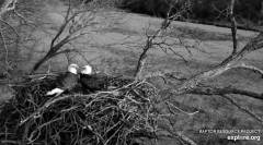 2023-11-23 22_58_52-Decorah Eagles - North Nest powered by EXPLORE.org - YouTube – Maxthon.jpg