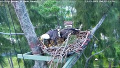 2023-11-23 23_03_30-Wildlife Rescue of Dade County Eagle Nest Cam - YouTube – Maxthon.jpg